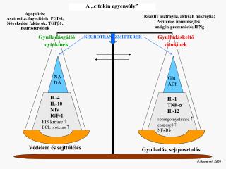 Gyulladáskeltő citokinek