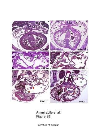 Ammirabile et al, Figure S2