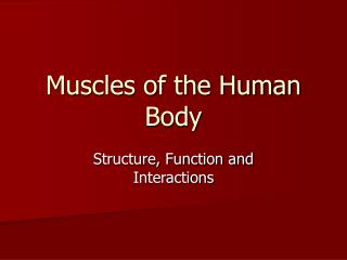 Muscles of the Human Body