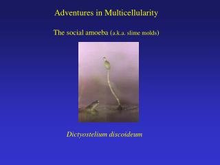 Adventures in Multicellularity The social amoeba ( a.k.a. slime molds )