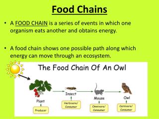 PPT - Food Chains PowerPoint Presentation, Free Download - ID:4221805