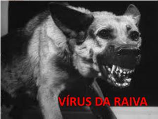 VÍRUS DA RAIVA