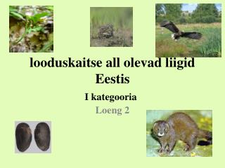 looduskaitse all olevad liigid Eestis