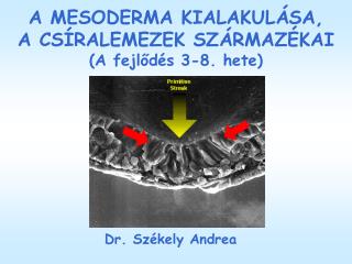 A MESODERMA KIALAKULÁSA, A CSÍRALEMEZEK SZÁRMAZÉKAI (A fejlődés 3-8. hete)