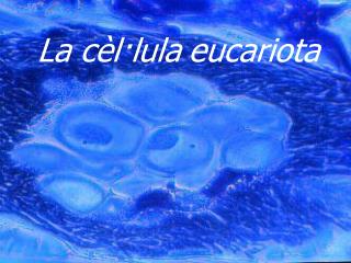 La cèl·lula eucariota