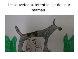 Les louveteaux tètent le lait de leur maman.