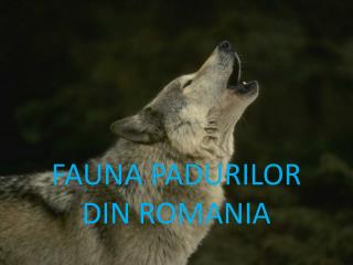 FAUNA PADURILOR DIN ROMANIA