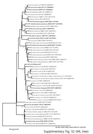 Leifsonia pindariensis PON10 T (AM900767)