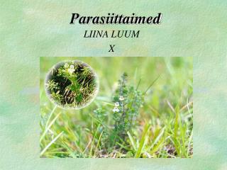 Parasiittaimed