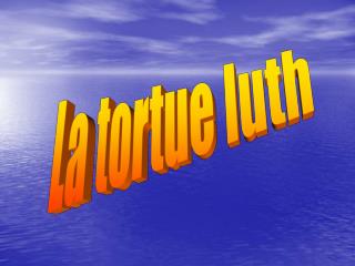 La tortue luth