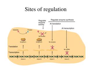 Sites of regulation