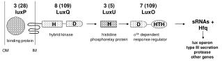 lux operon type III secretion protease other genes