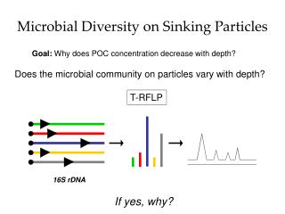 Microbial Diversity on Sinking Particles