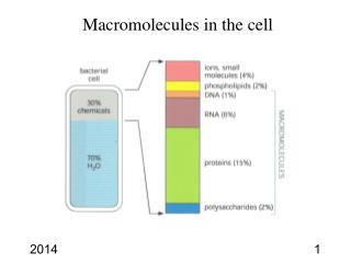 Macromolecules in the cell