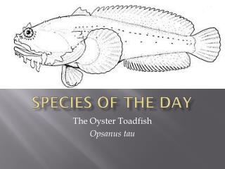 Species of the Day