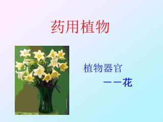 药用植物