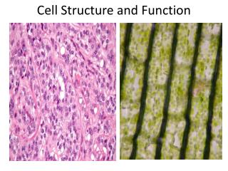 Cell Structure and Function