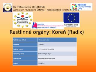 Rastlinné orgány: Koreň (Radix)