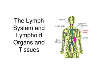 PPT - The Lymph System and Lymphoid Organs and Tissues PowerPoint ...