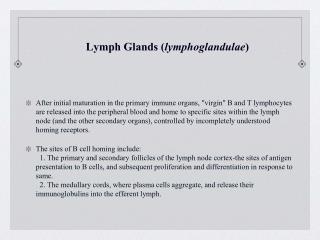 Lymph Glands ( lymphoglandulae )