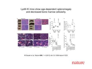 M Sasaki et al. Nature 000 , 1-4 (2012) doi:10.1038/nature11323