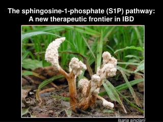 The sphingosine-1-phosphate (S1P) pathway: A new therapeutic frontier in IBD