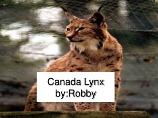Canada Lynx by:Robby