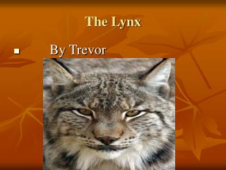 The Lynx