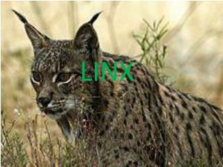 LINX