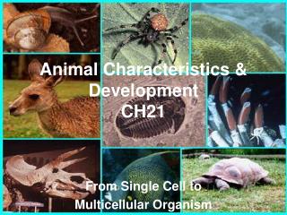 Animal Characteristics &amp; Development CH21