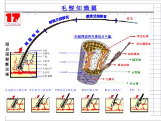 毛发的形成