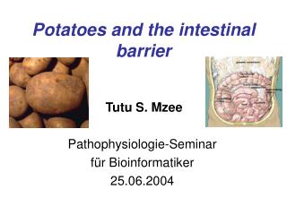 Potatoes and the intestinal barrier