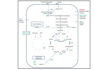 Glycerol-3-phosphate