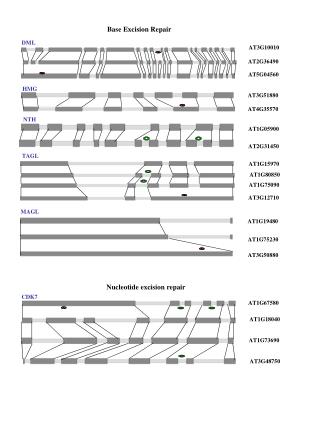Base Excision Repair