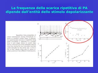 La frequenza della scarica ripetitiva di PA dipende dall’entità dello stimolo depolarizzante