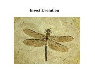 Insect Evolution