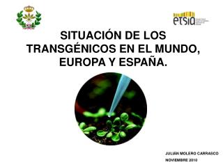 SITUACIÓN DE LOS TRANSGÉNICOS EN EL MUNDO, EUROPA Y ESPAÑA.