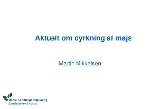 Aktuelt om dyrkning af majs