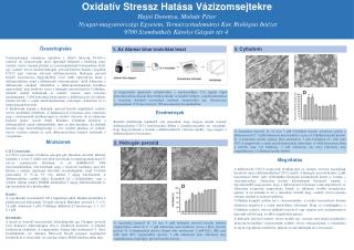 O xidatív Stressz Hatása Vázizomsejtekre Hajtó Dorottya, Molnár Péter