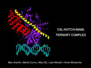 CSL-NOTCH-MAML TERNARY COMPLEX