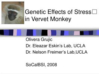 Genetic Effects of Stress in Vervet Monkey