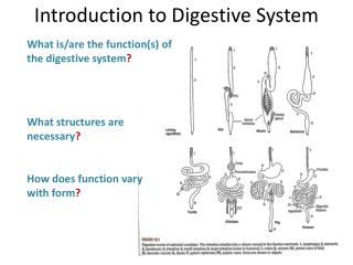 What is/are the function(s) of the digestive system ? What structures are necessary ?