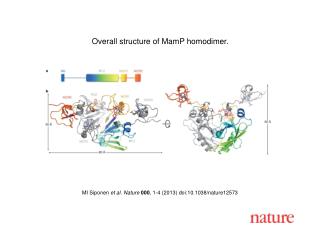 MI Siponen et al. Nature 000 , 1-4 (2013) doi:10.1038/nature12573