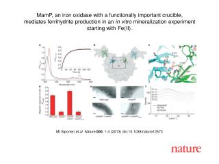 MI Siponen et al. Nature 000 , 1-4 (2013) doi:10.1038/nature12573