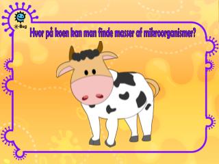 Hvor på koen kan man finde masser af mikroorganismer?