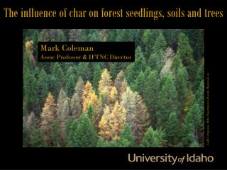 The influence of char on forest seedlings, soils and trees