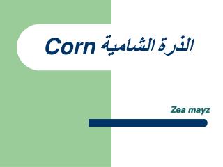 الذرة الشامية Corn