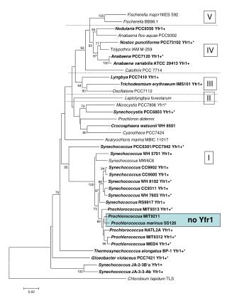 Fischerella major NIES 592