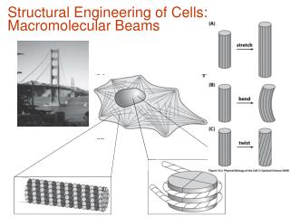 Structural Engineering of Cells: Macromolecular Beams