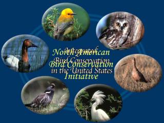 North American Bird Conservation Initiative